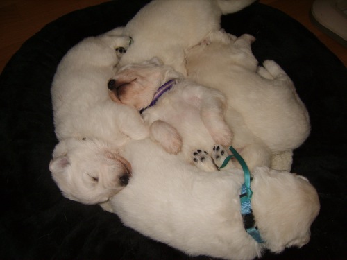 Fotos/2011KnestFennah/Week3/Foto-GHPNR4JT[1].jpg